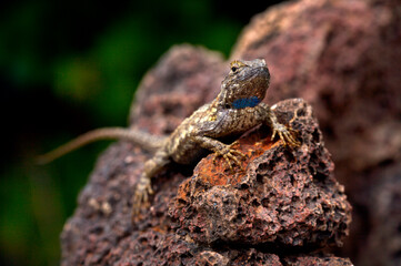 USA, California. Blue belly lizard on rock.