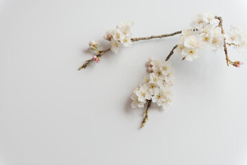 満開の桜
