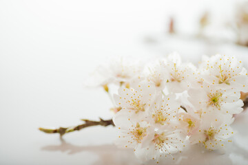 満開の桜