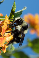 USA, California. Bumble bee feeding on flower.