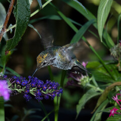 USA, California. Female Anna's hummingbird feeding on flowers.