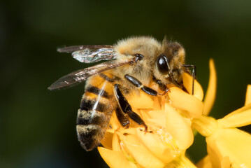 USA, California. Honey bee on flower.