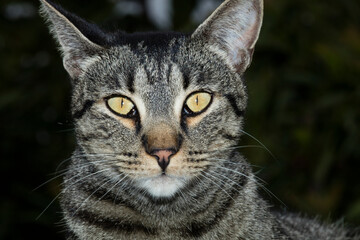 USA, California. Male tabby cat portrait.