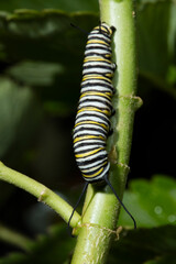 USA, California. Monarch butterfly caterpillar close-up.