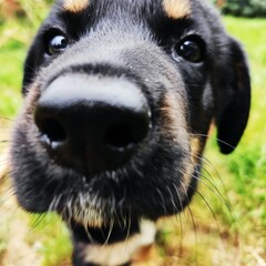 portrait dog © Anna