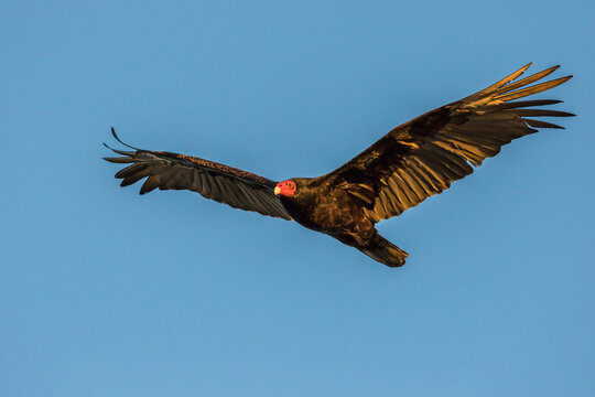 USA, California, San Luis Obispo. Turkey vulture flying.