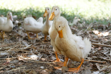 The baby goose is rest in summer at farm garden
