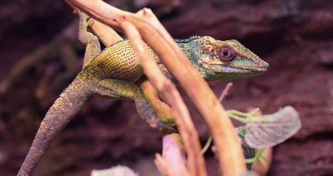 lizard on a tree