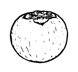 Persimmon doodle drawing on a white background. Vector illustration of a fruit in hand drawn style