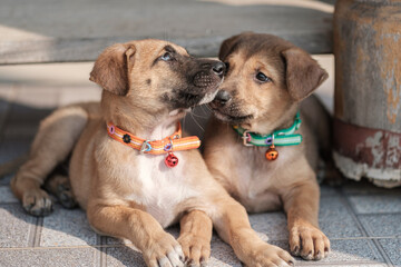 A stray dog is hungry on a roadside in northern Thailand.