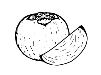 Persimmon fruit and its slice doodle drawing on a white background. Vector illustration of a fruit in hand drawn style