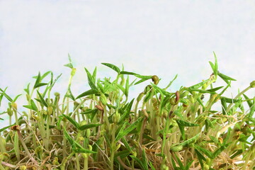 home grown fresh Sprouted mung beans or green gram beans 