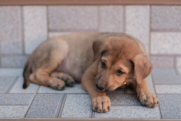 A stray dog is hungry on a roadside in northern Thailand.