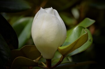 Magnolia grandiflora, commonly known as the southern magnolia or bull bay, is a tree of the family Magnoliaceae native to the southeastern United States, from Virginia to central Florida. © Gayle