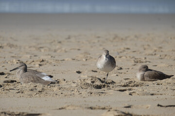 Los Angeles. Santa Monica Beach. Birds on the beach. 
