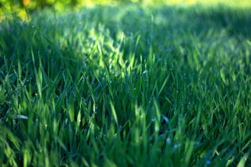 green grass background - summer garden with dew drops, unfocused background