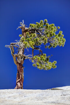 USA, California, Yosemite National Park. Gnarled Jeffrey Pine On Granite Rock.