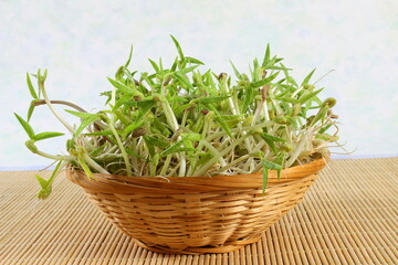 home grown fresh Sprouted mung beans or green gram beans 