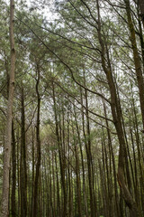 pine forest in Bantul Regency. Pine forest is one of the most popular tourist attractions