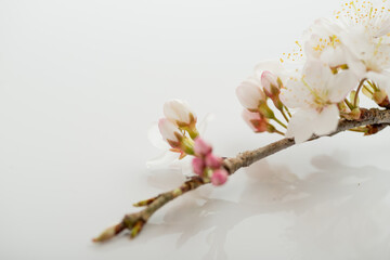 満開の桜
