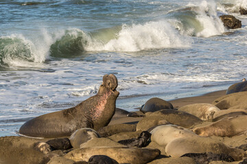 USA, California, San Luis Obispo County. Northern elephant seal male defending his section of beach.