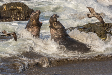 USA, California, San Luis Obispo County. Northern elephant seal males fighting in surf.