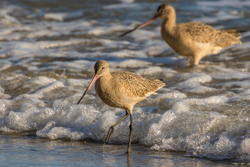 USA, California, San Luis Obispo County. Marbled godwits feeding in surf.