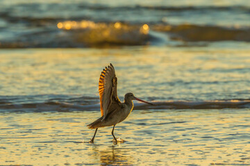 USA, California, San Luis Obispo County. Marbled godwit stretches wings at sunset.
