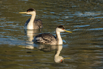 USA, California, San Luis Obispo County. Western grebes in water.