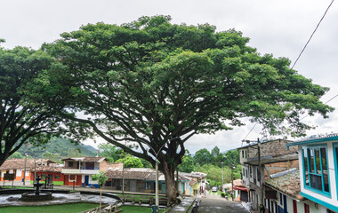 BIG Saman tree in a park