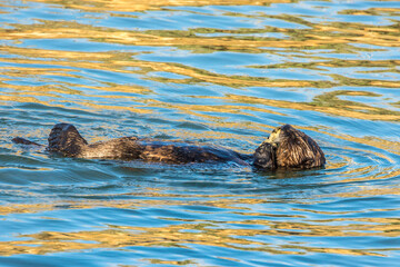 Fototapeta premium USA, California, San Luis Obispo County. Sea otter feeding.