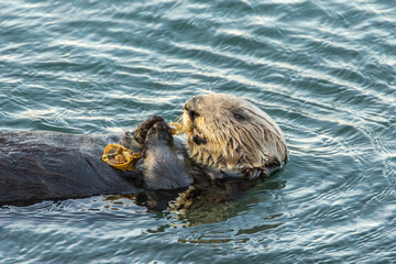 USA, California, San Luis Obispo County. Sea otter feeding.