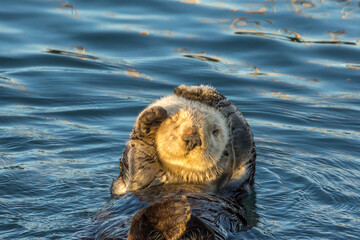 USA, California, San Luis Obispo County. Sea otter grooming.