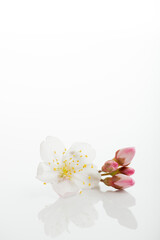 満開の桜