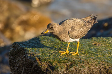 USA, California, San Luis Obispo County. Surfbird on rock.