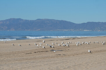 Seagulls on the Manhattan Beach. Los Angeles. CA