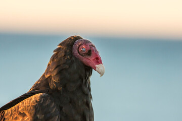 USA, California, San Luis Obispo County. Turkey vulture close-up.