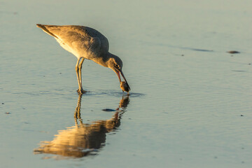 USA, California, San Luis Obispo County. Willet with food.