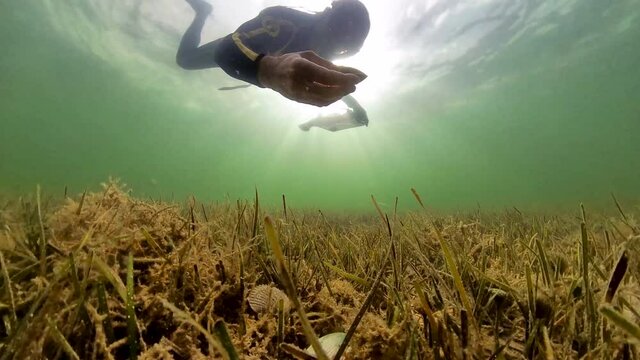 Scalloping plantation