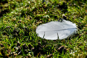 Closeup of a white feather on the grass