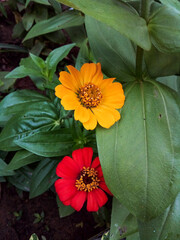 red and yellow zinnias flowers