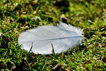 Closeup of a white feather on the grass