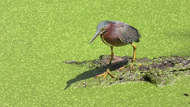  green heron in a swamp in Florida 
