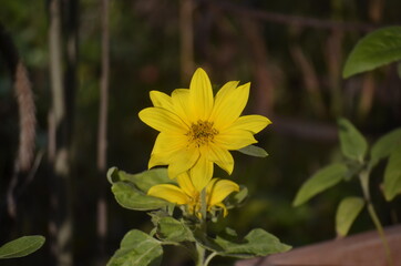 Big smile dwarf sunflower (Helianthus annus) This variety grows up to 24 inches.