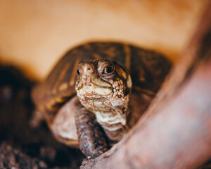 Closeup Curious Turtle