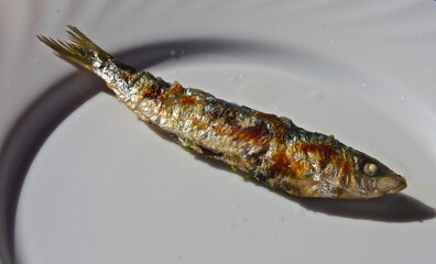 Isolated grilled sardine on the white plate 