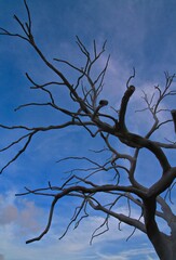 Branch silhouette against blue sky 