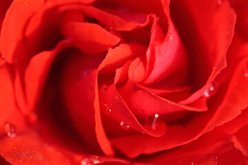 朝露に濡れる薔薇の花