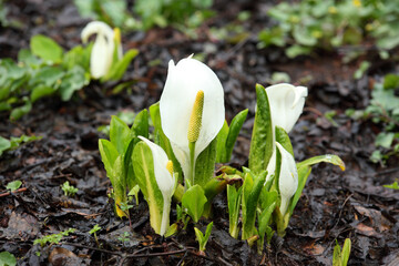 雪が解けて競うように咲き始めるミズバショウ