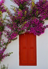 Mykonos, Greece. Scarlet red door and pink bougainvillea 